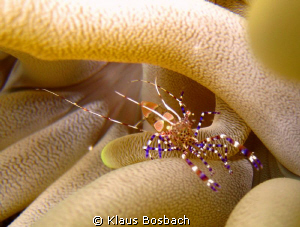 Beautiful shrimp in anemony caught by sheer luck and brig... by Klaus Bosbach 